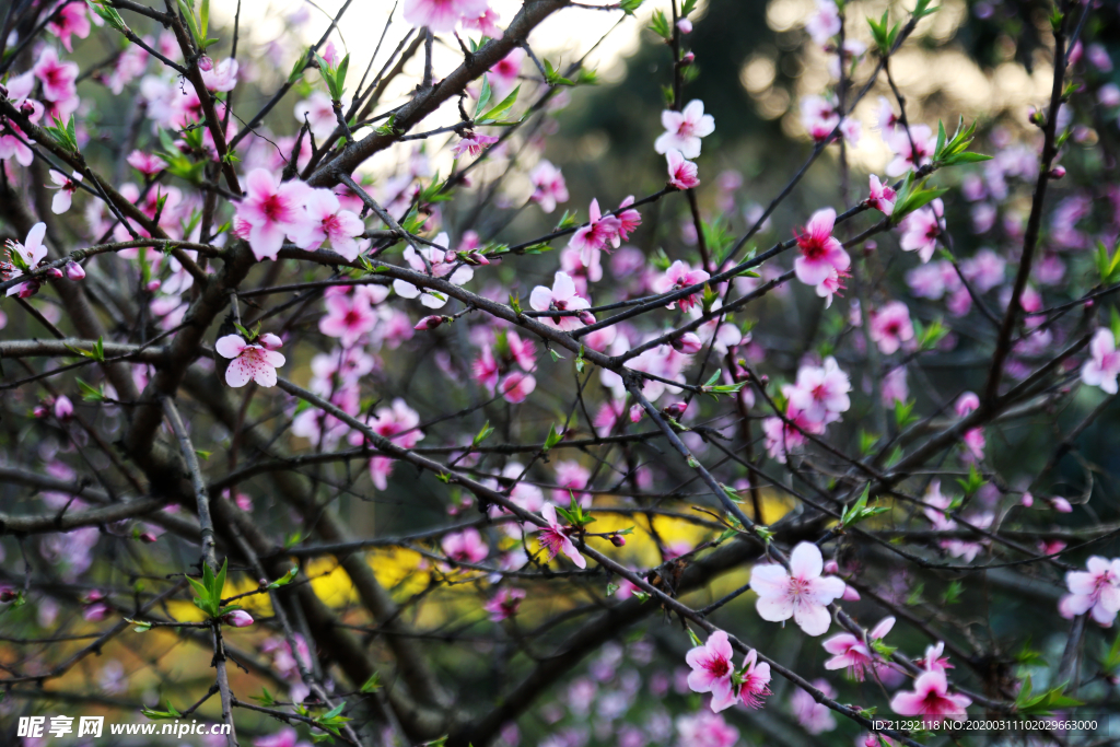 桃花