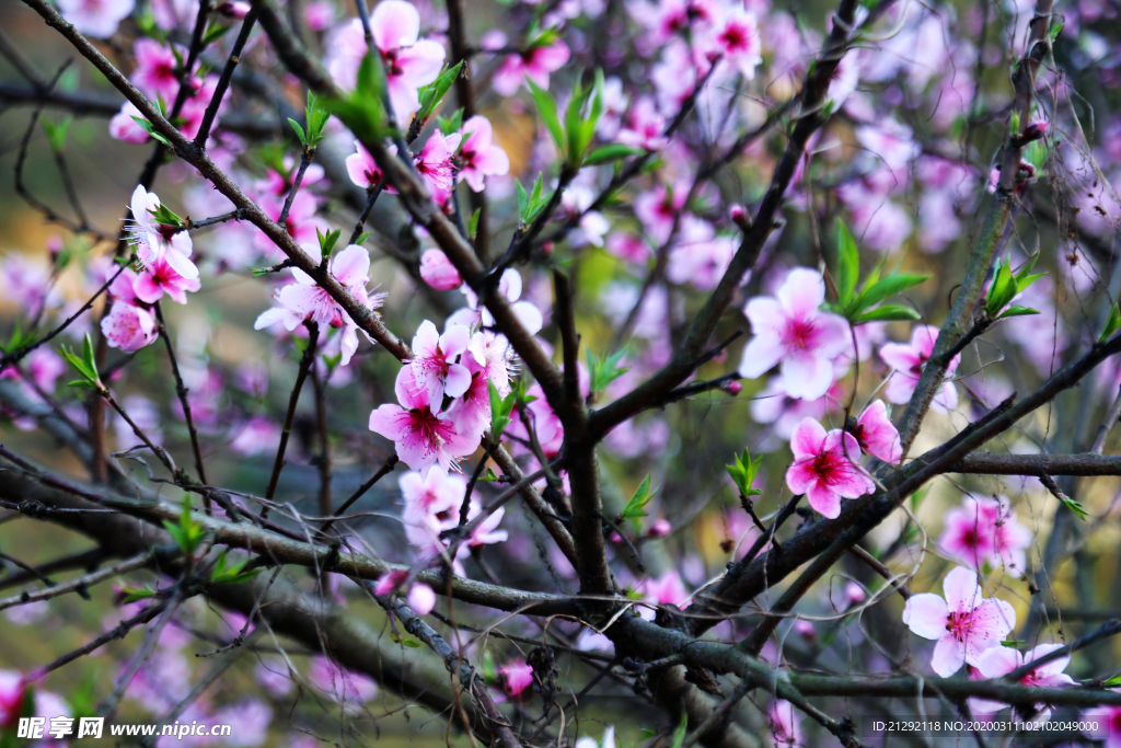 桃花