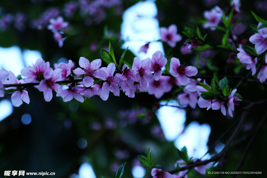 桃花