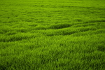 青青草地