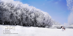 雪地