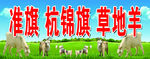 杭锦旗草地羊 农村羊 山羊