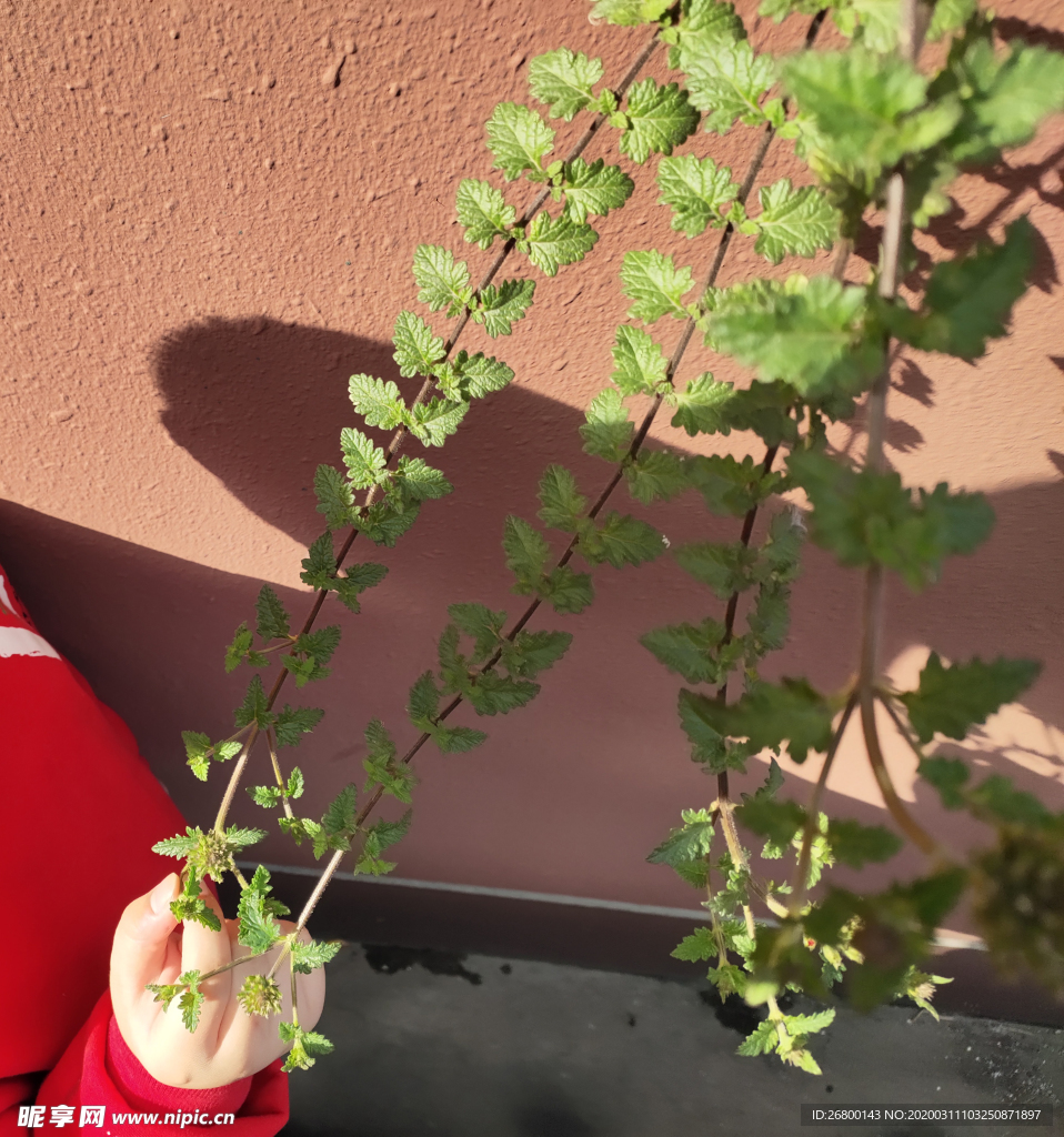 植物