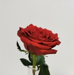 玫瑰花