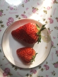 草莓