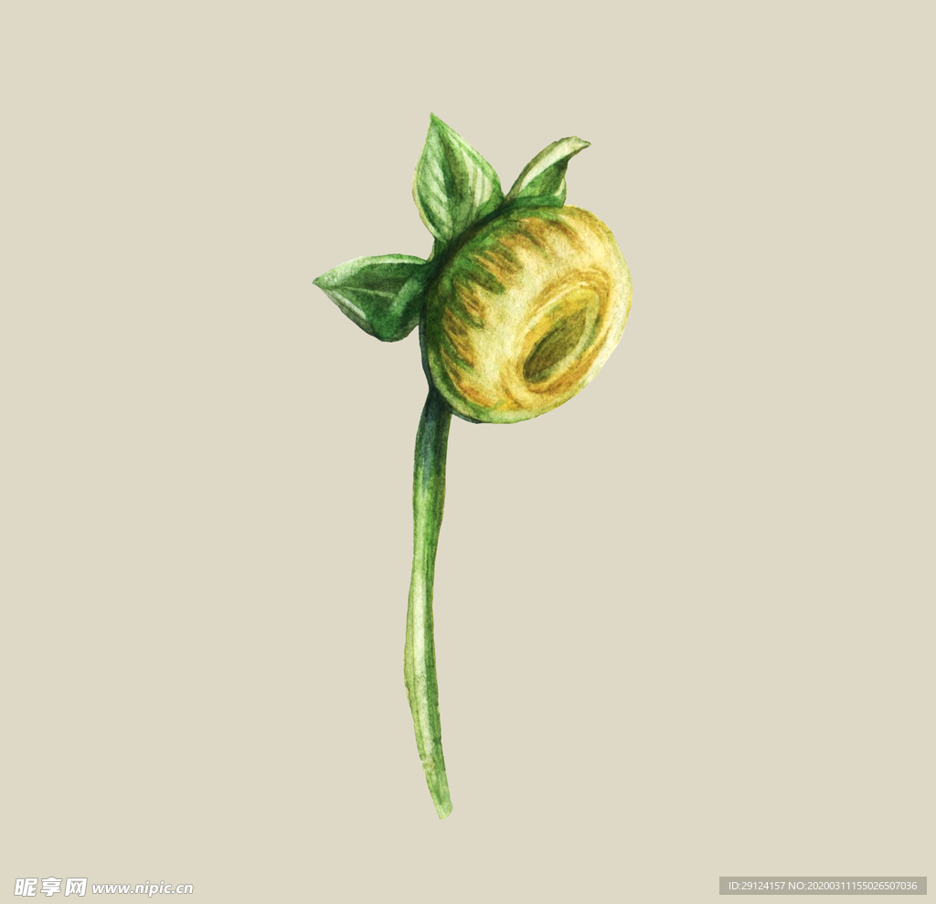 水彩植物