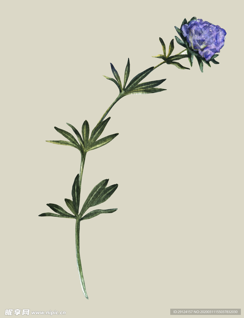 水彩植物