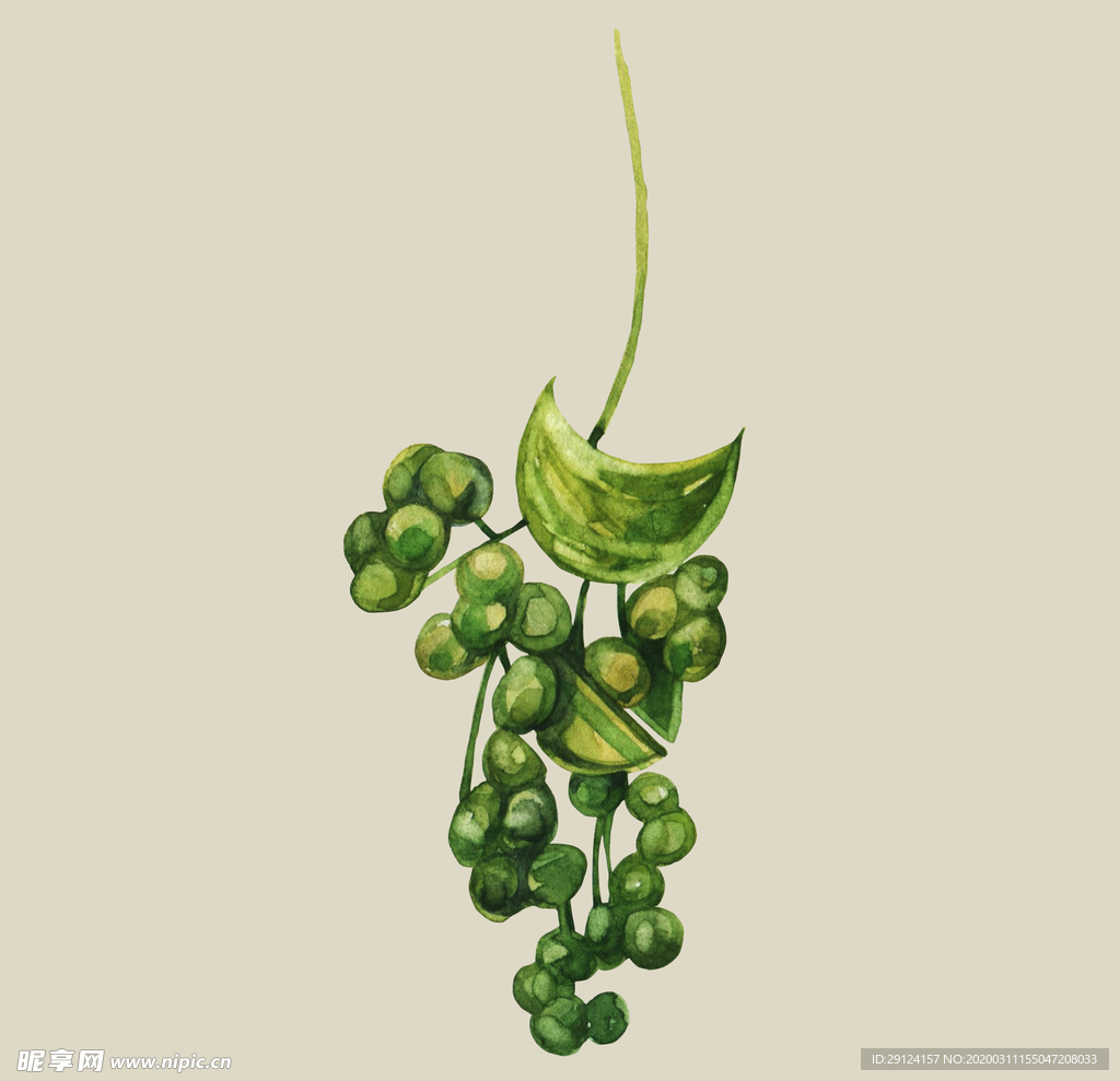 水彩植物