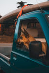 警犬