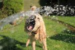 特写狗狗喝水