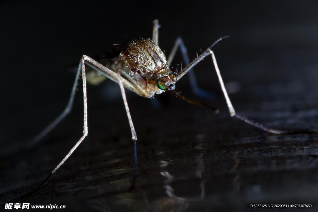 微距摄影蚊子