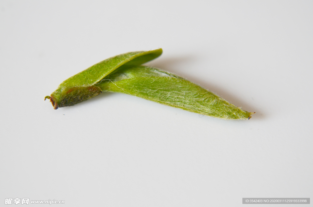 茶芽