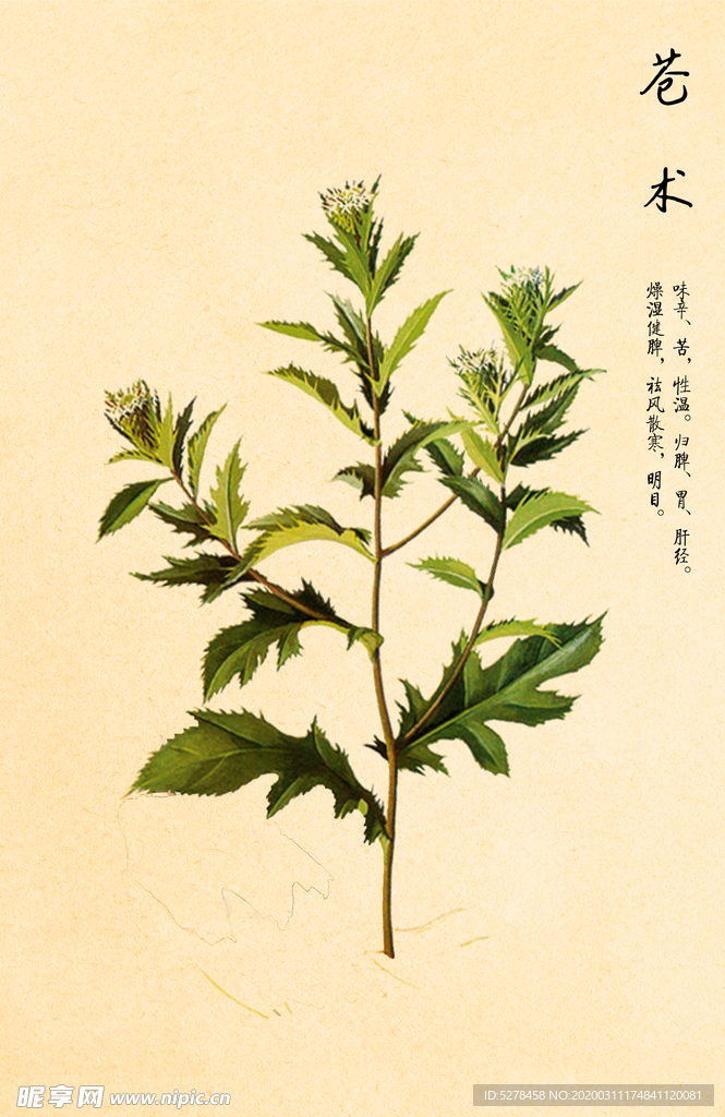 仓术