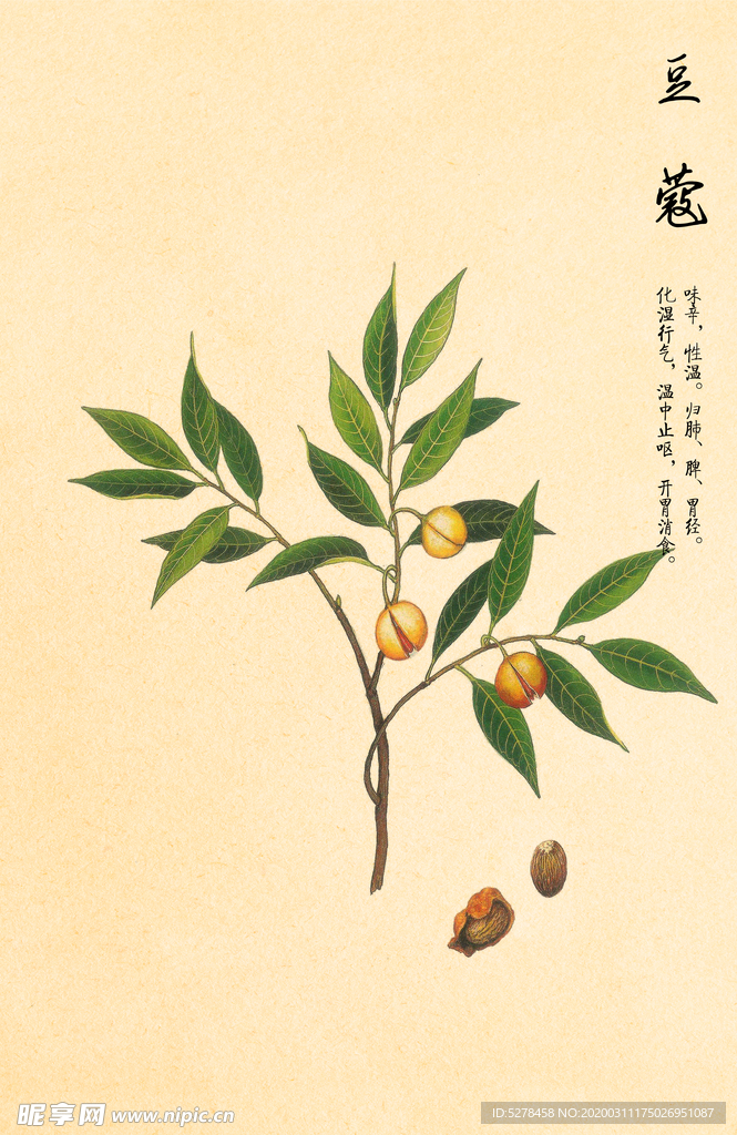 豆蔻