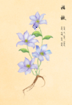桔梗