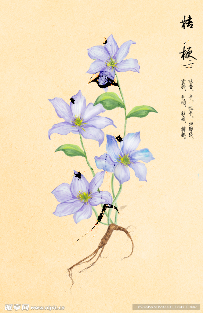 桔梗