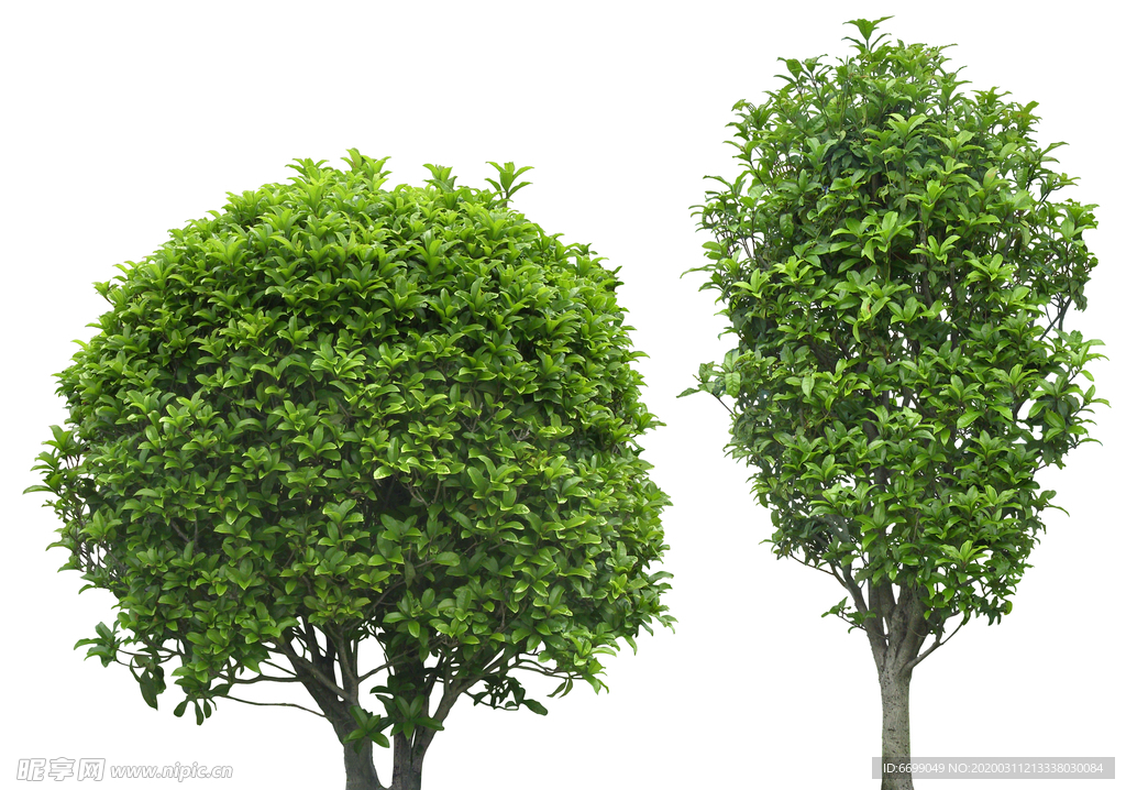 园林植物