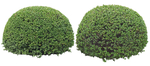 园林植物