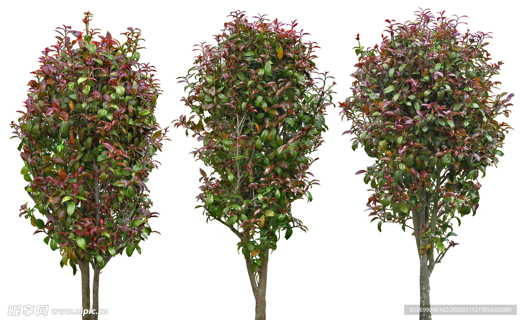 园林植物