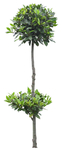 园林植物