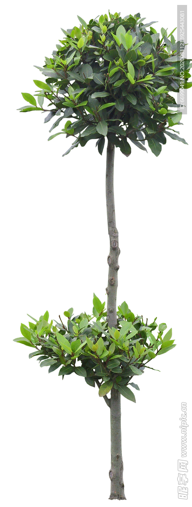园林植物