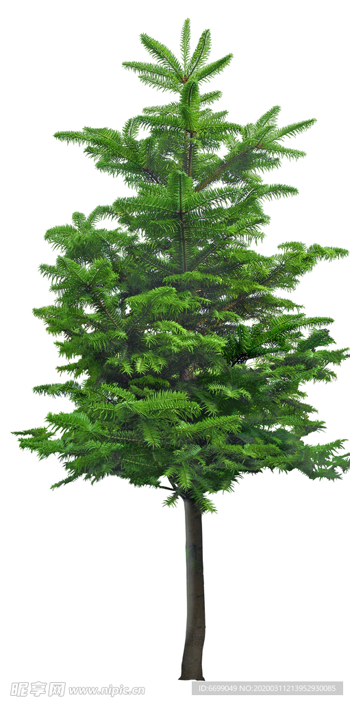 园林植物