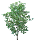 园林植物
