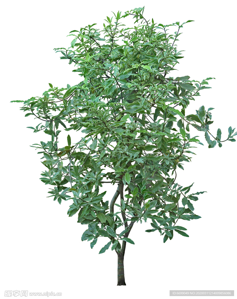 园林植物