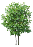 园林植物