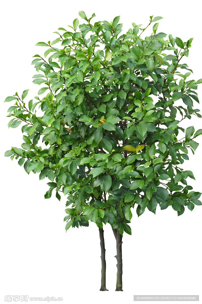 园林植物