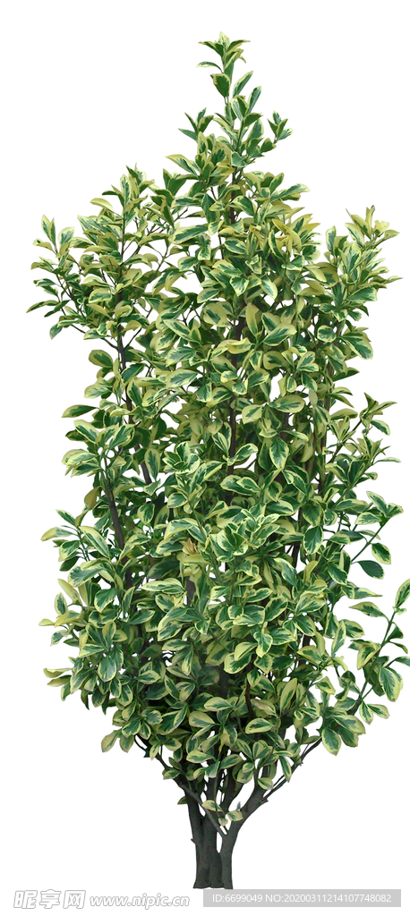 园林植物