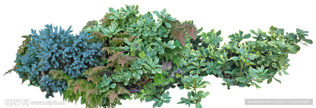 园林植物