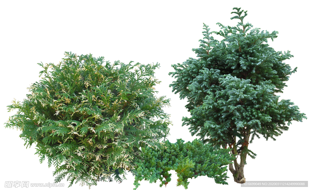 园林植物