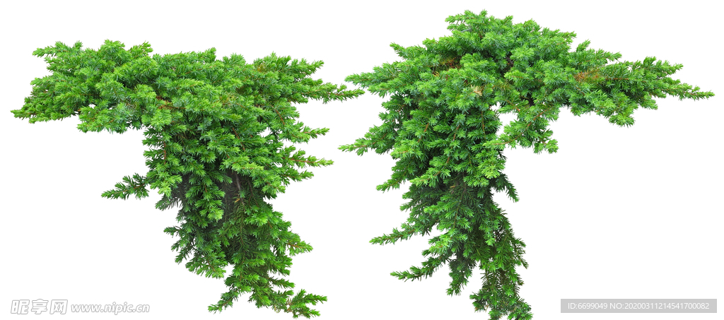 园林植物