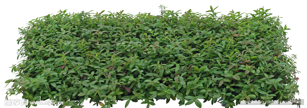 园林植物