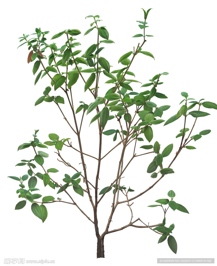 园林植物