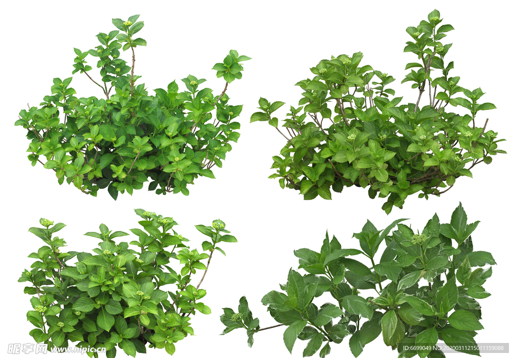 园林植物