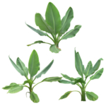 园林植物
