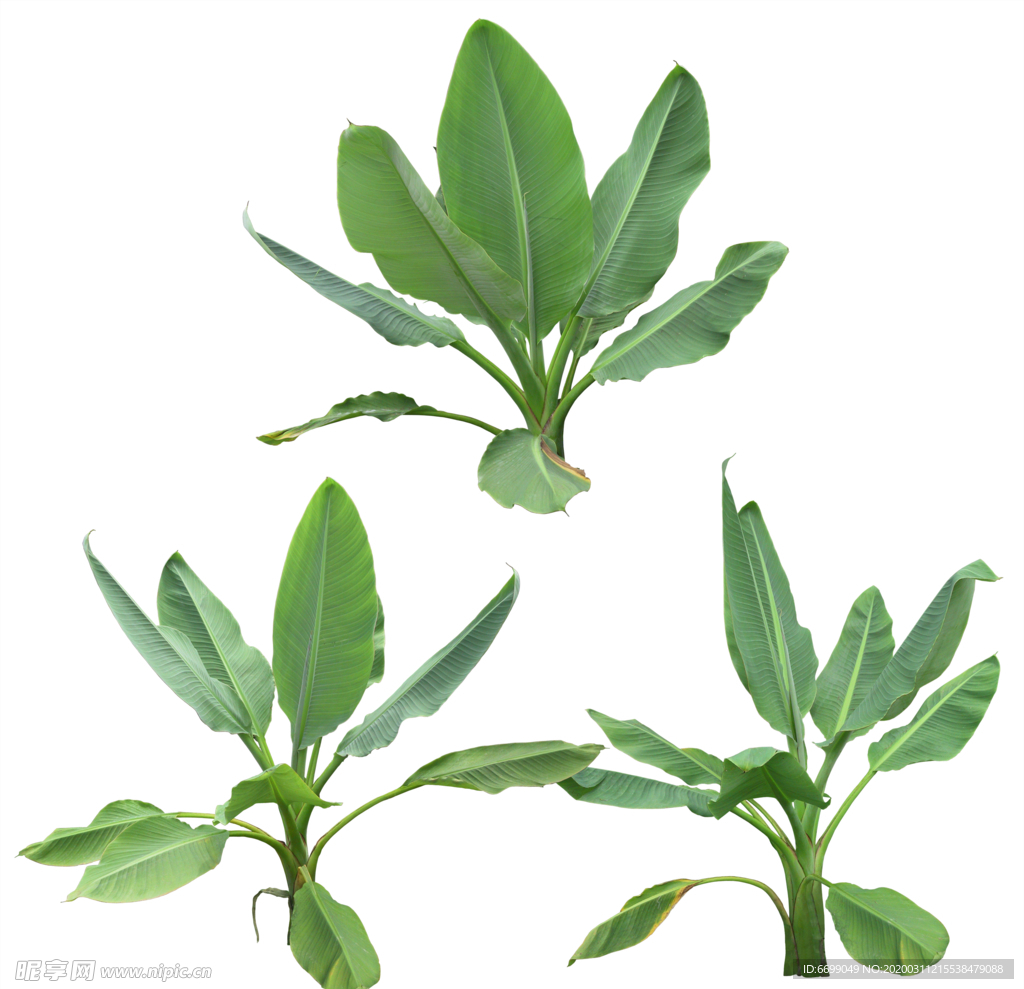 园林植物