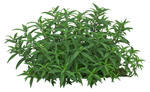 园林植物
