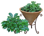 园林植物