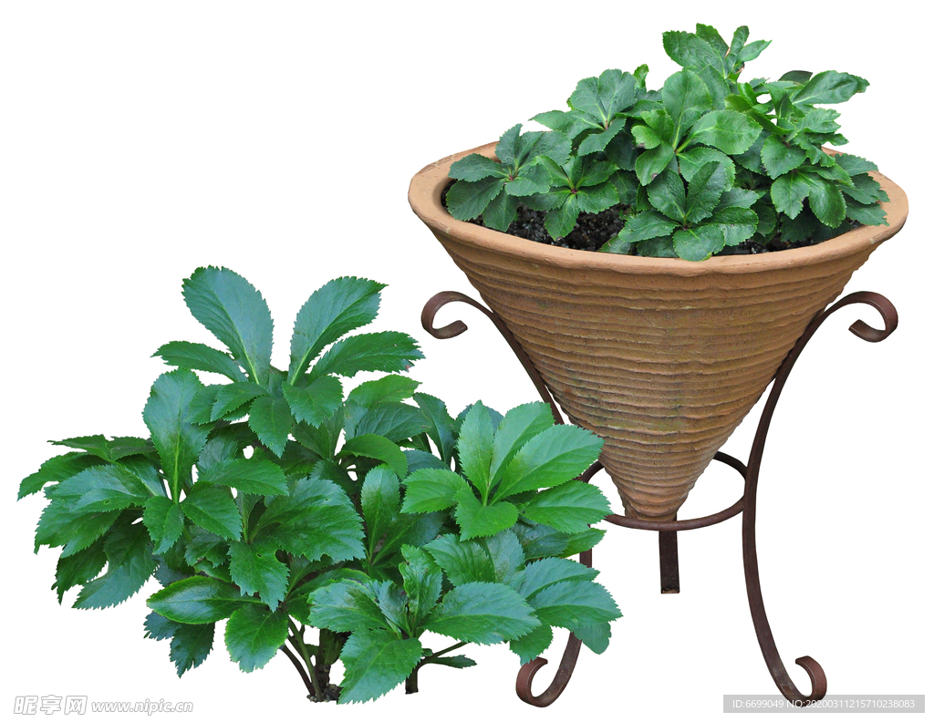 园林植物