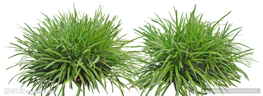 园林植物