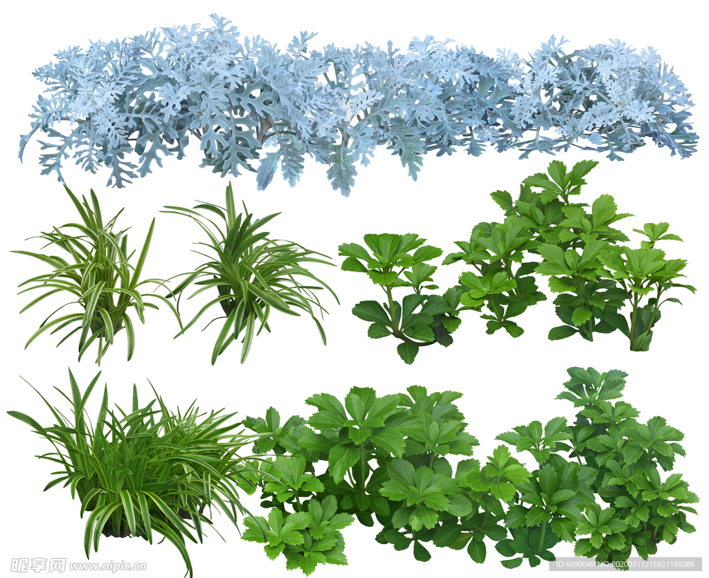 园林植物