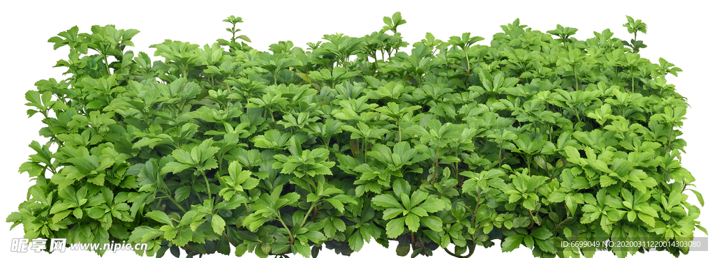 园林植物