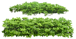 园林植物