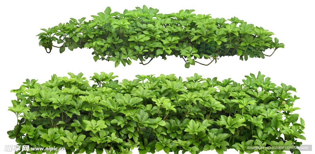 园林植物