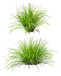 园林植物