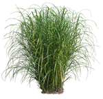 园林植物