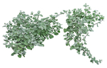 园林植物